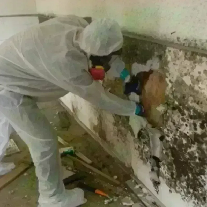 Mold Remediation and Removal in Gates County, NC